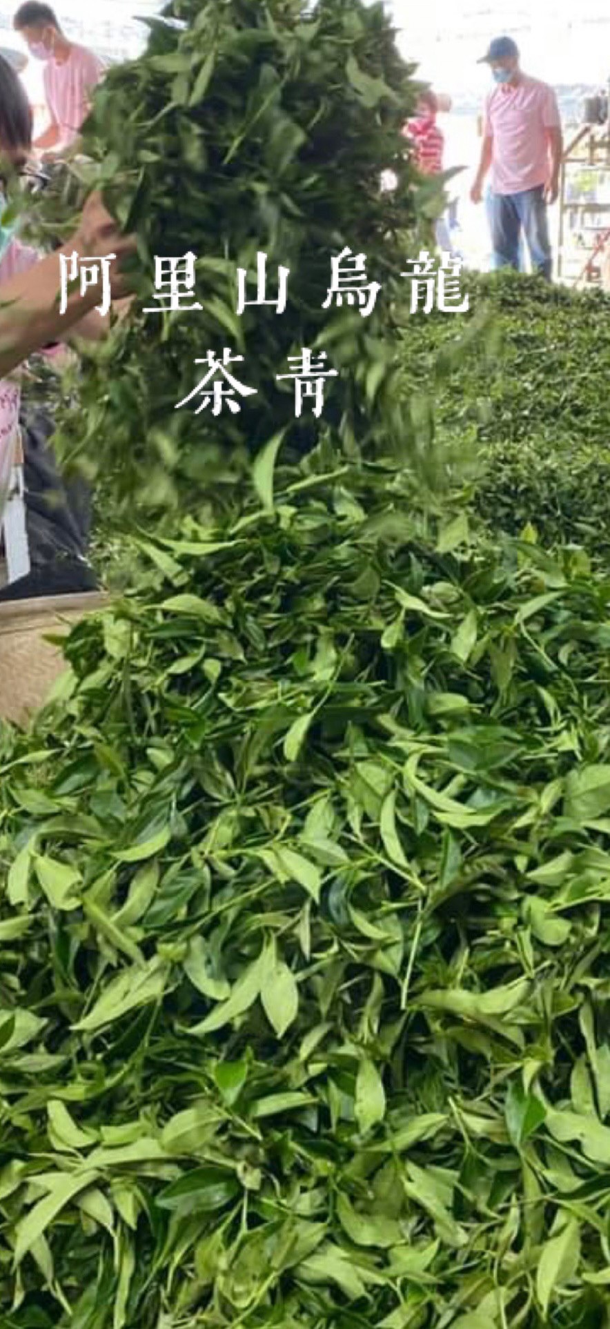 阿里山(春季)手採(烏龍)茶葉/1斤/簡約包裝