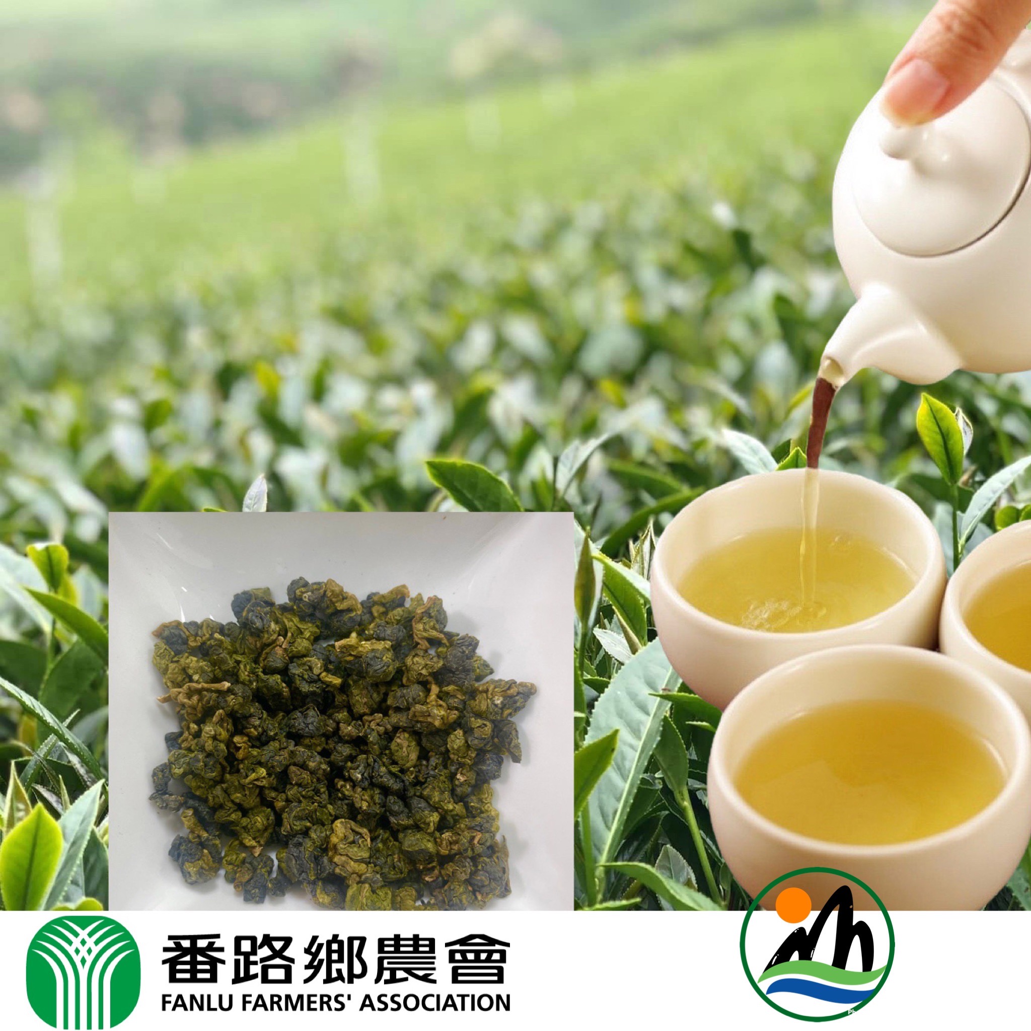阿里山(冬季)手採(烏龍)茶葉禮盒/1斤裝