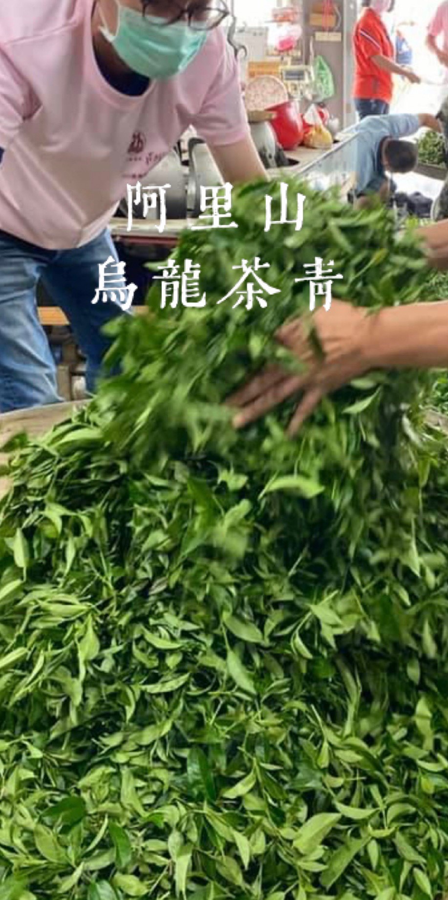 阿里山(秋季)手採(烏龍)茶葉禮盒/1斤裝