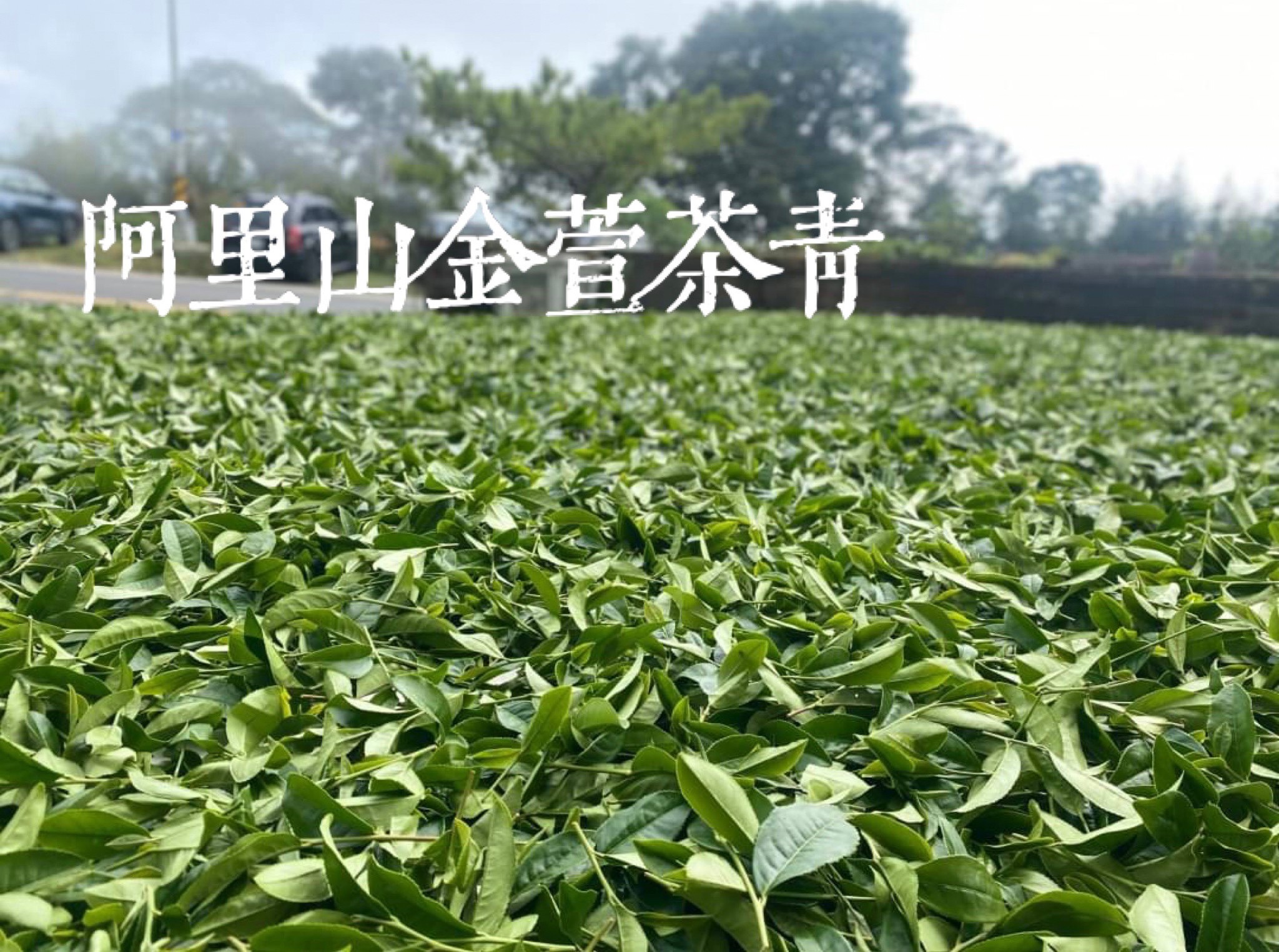 阿里山(冬季)手採(金萱)茶葉/半斤/簡約包裝