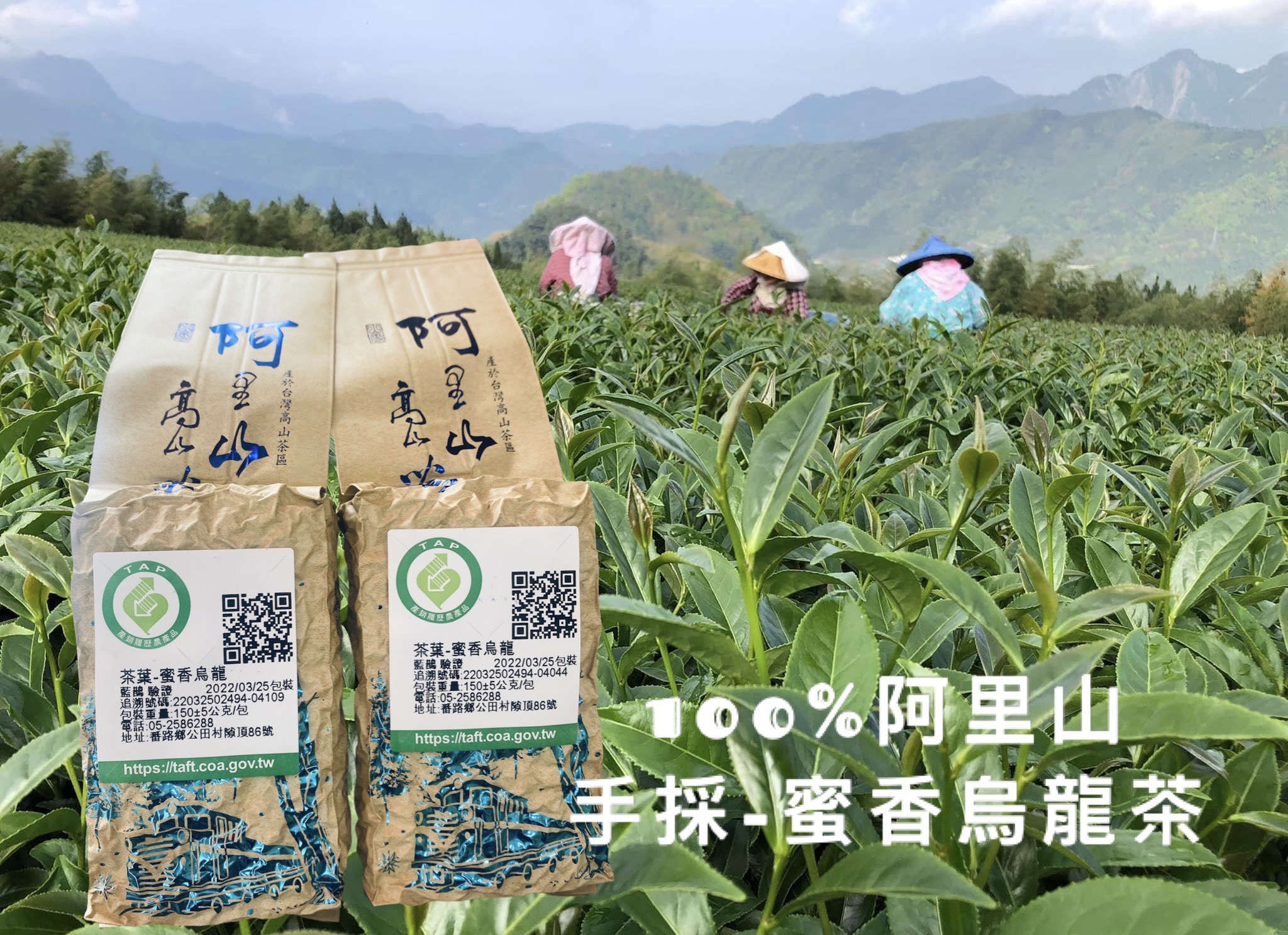 阿里山-蜜香烏龍茶/半斤簡約包裝/在地青農-黃昶銪