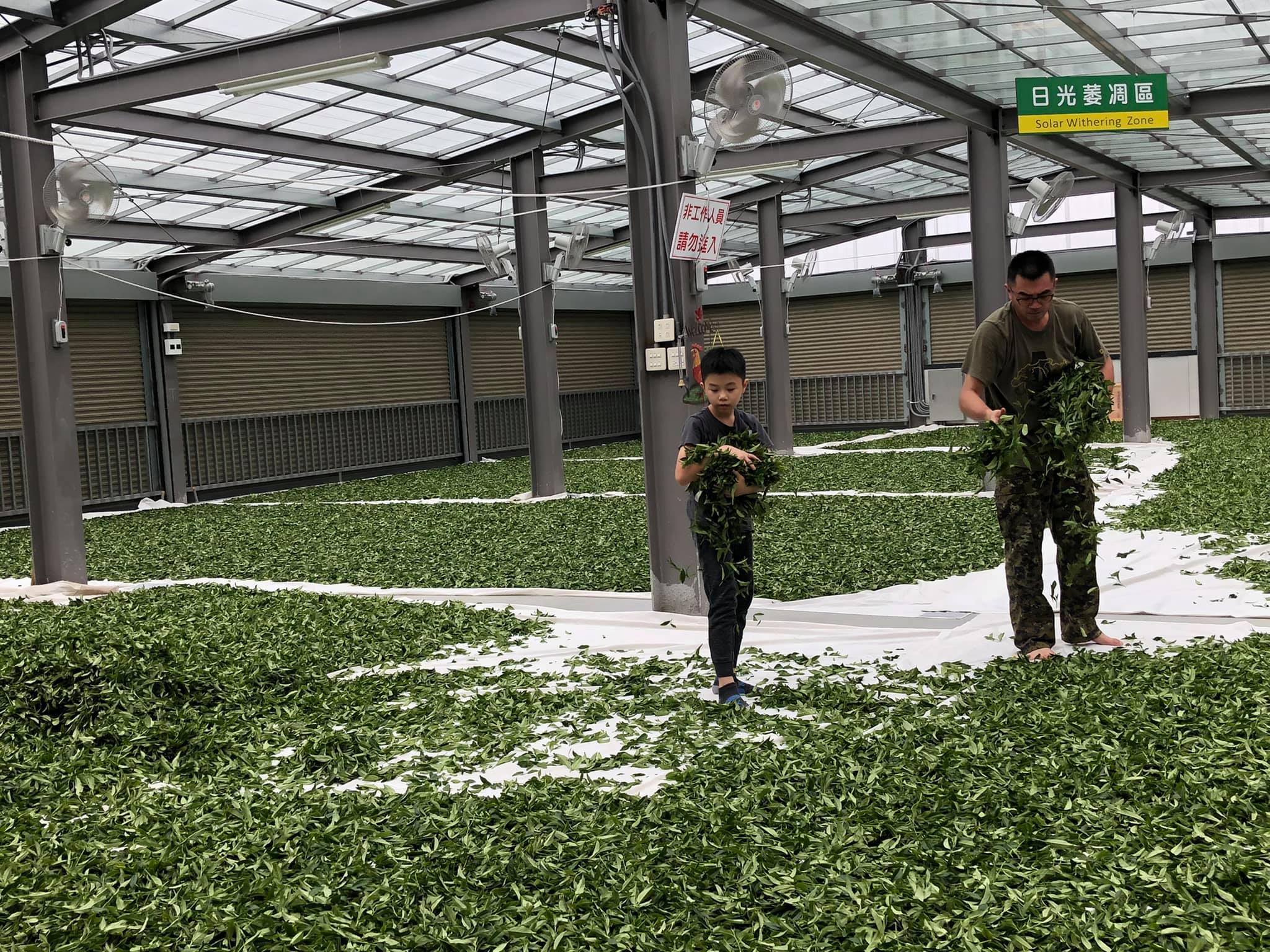 阿里山-蜜香烏龍茶/半斤簡約包裝/在地青農-黃昶銪