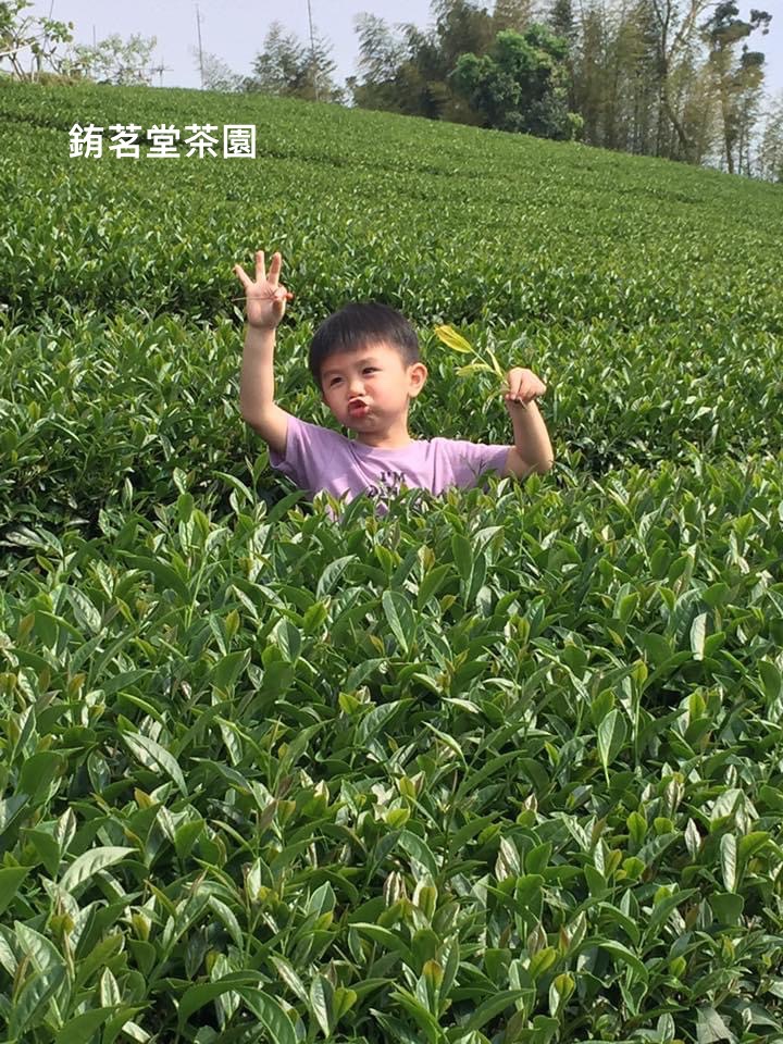 阿里山-蜜香烏龍茶/半斤簡約包裝/在地青農-黃昶銪