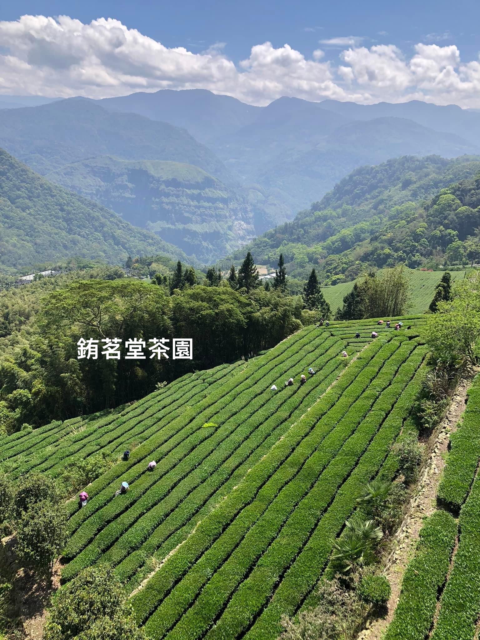 阿里山-蜜香烏龍茶/半斤簡約包裝/在地青農-黃昶銪