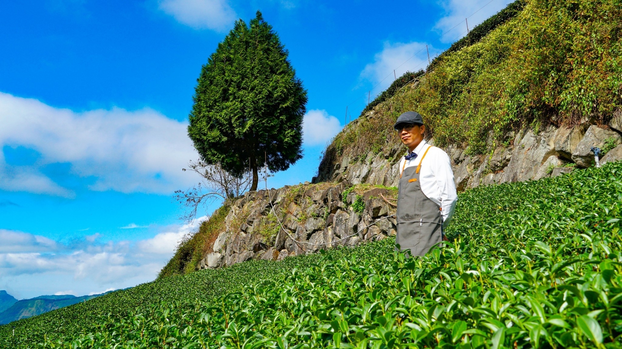 阿里山烏龍茶立體茶包/在地青農-陳薪仁