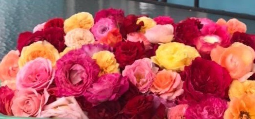 阿里山小葉種紅烏龍&玫瑰花茶