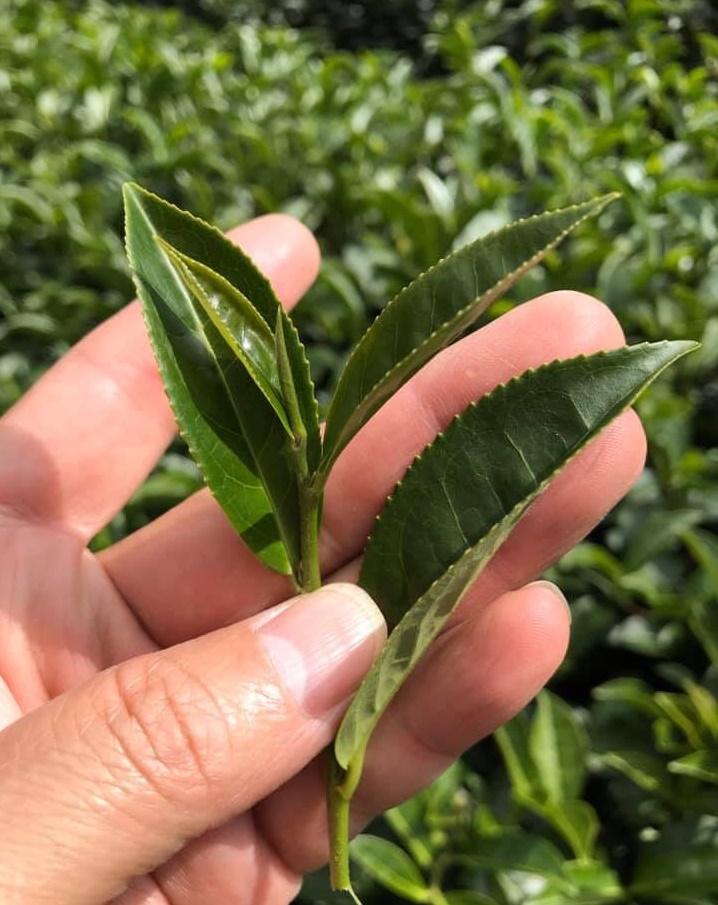 阿里山小葉種紅烏龍&玫瑰花茶