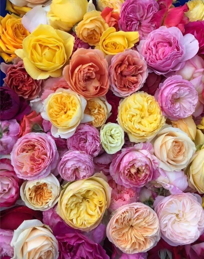 阿里山玫瑰花茶-綜合伴手禮/紅烏龍+金萱