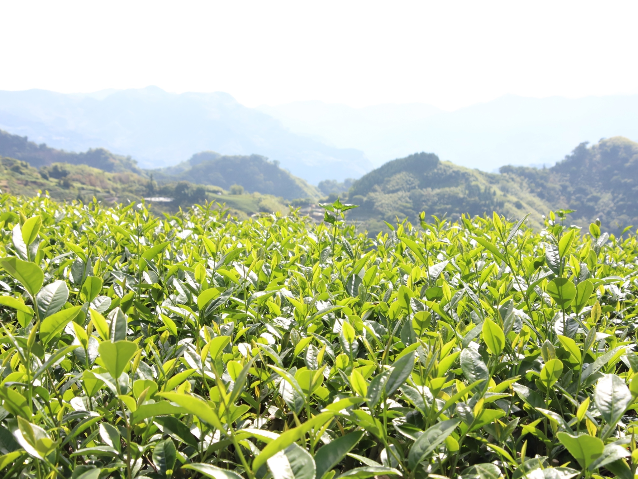 阿里山分級評鑑(烏龍春茶)頭等獎/半斤精裝禮盒