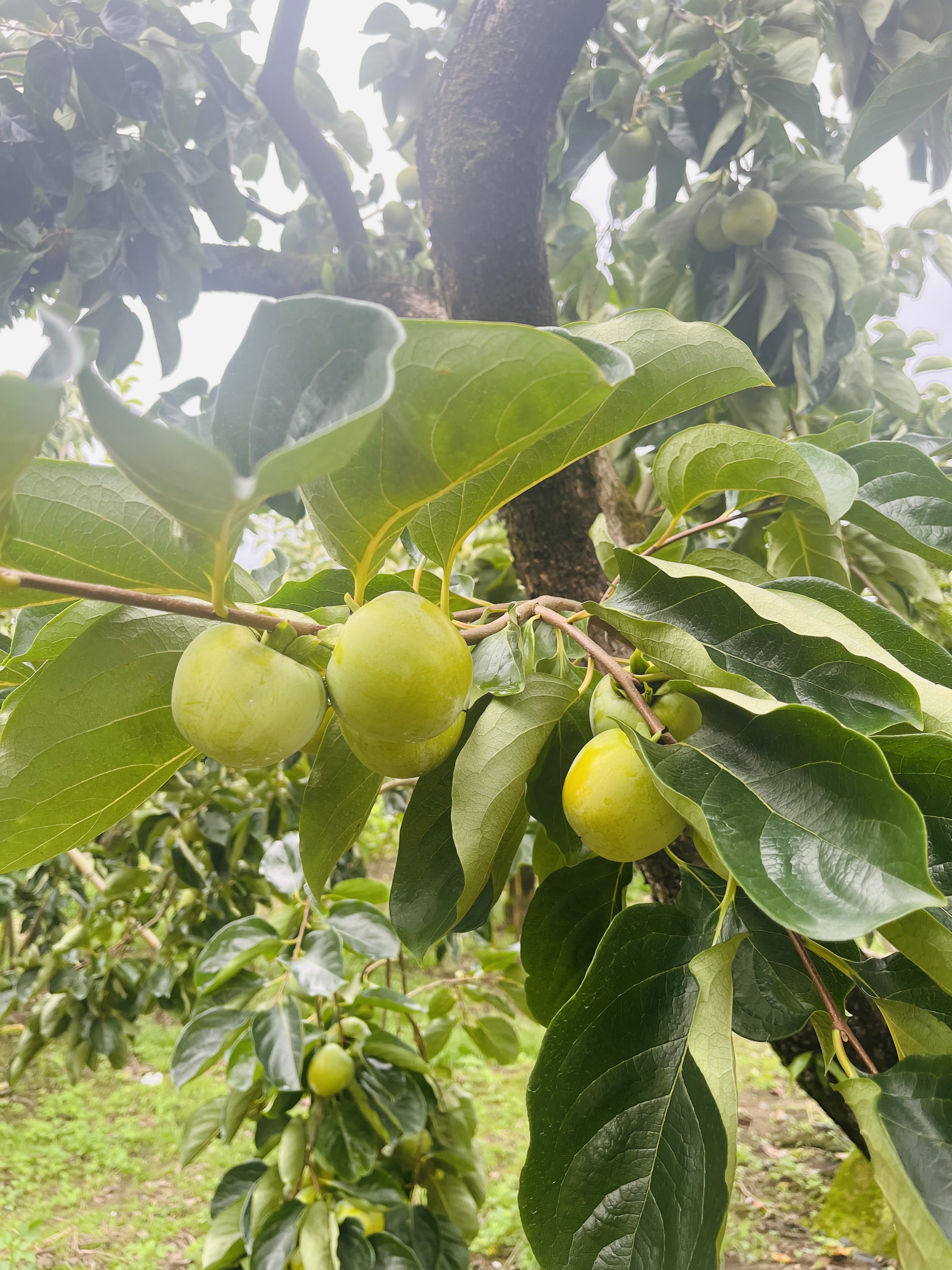 柿葉研萃 清新煥膚禮盒