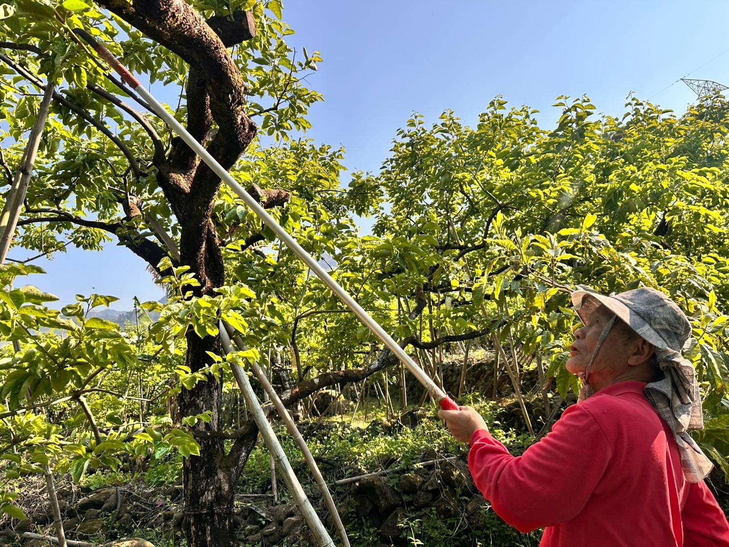 柿葉研萃 清新煥膚禮盒