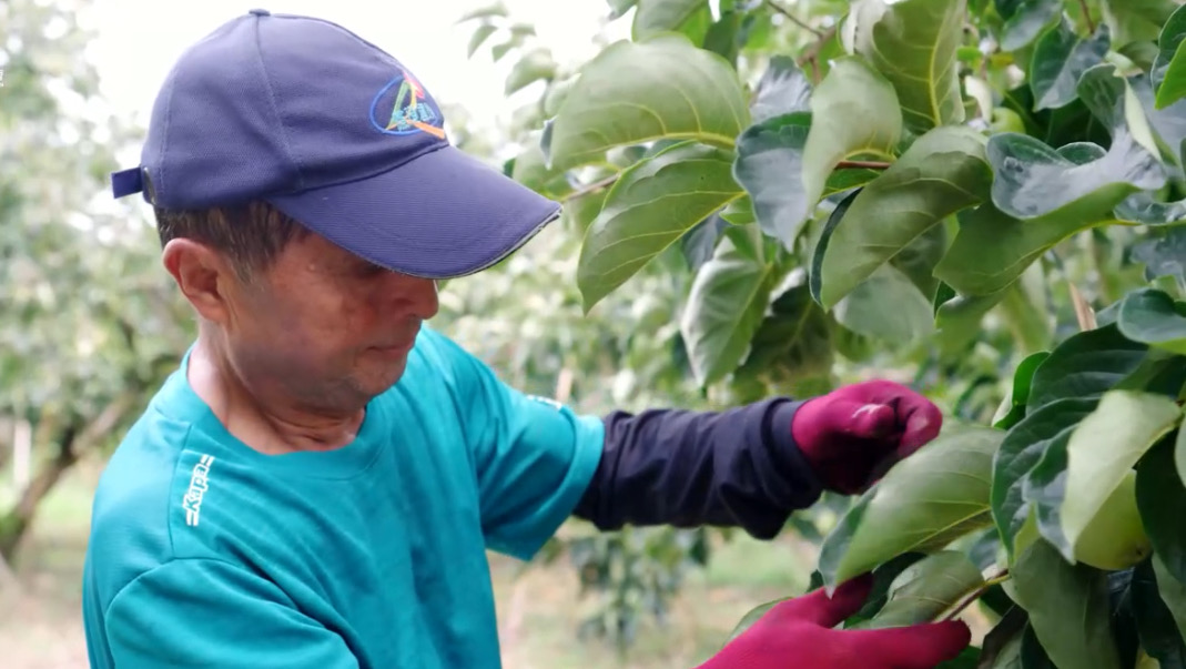 柿葉研萃 潔淨護手禮盒